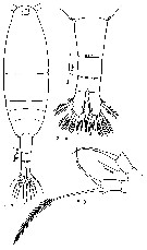 Espce Acartia (Acanthacartia) steueri - Planche 6 de figures morphologiques